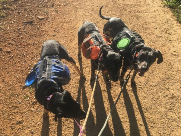 collapsible dog water bowl