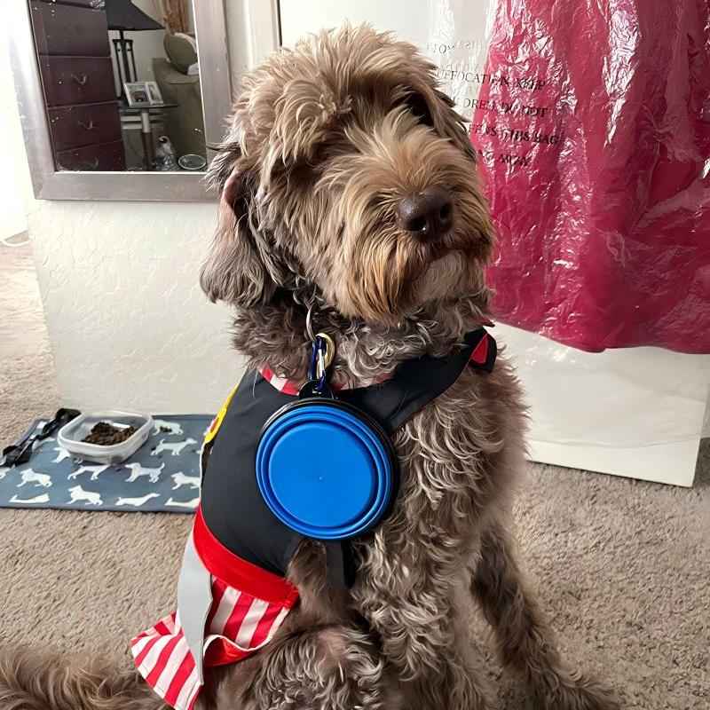 Dog bowl review