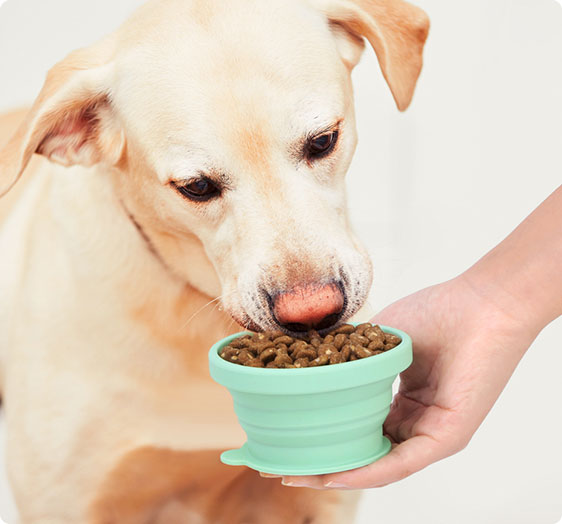 Pet Feeding Supplies